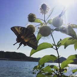 Twin Knobs Campground - Butterfly lover's heaven - Campgrounds Near Me - Clearfield, Kentucky