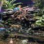 Aquarium Island