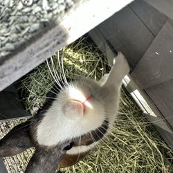 Jen's Happy Pets