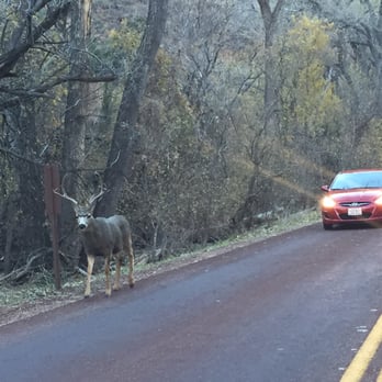 Zion Lodge - Deer! - Hotels Near Me - Springdale, Utah Zion Lodge - Deer! - Hotels Near Me - Springdale, Utah