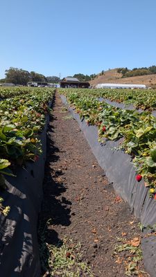 Blue House Farm Strawberry U-Pick and Farmstand by null