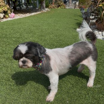 Surgery Center Silicon Valley - AFTER - Veterinarians Near Me - San Jose, California Surgery Center Silicon Valley - AFTER - Veterinarians Near Me - San Jose, California