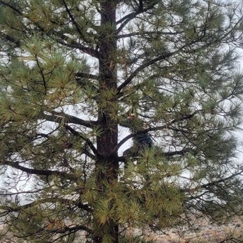 Bear Mountain Arborist - Bear mountain team up in the Jeffery Pine clearing oit dead branches. - Tree Services Near Me Bear Mountain Arborist - Bear mountain team up in the Jeffery Pine clearing oit dead branches. - Tree Services Near Me