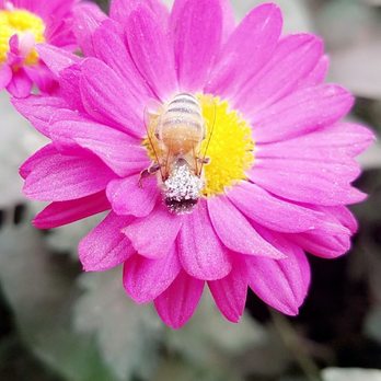 Bishop's Pumpkin Farm - Busy little bee - Christmas Trees Near Me - Wheatland, California Bishop's Pumpkin Farm - Busy little bee - Christmas Trees Near Me - Wheatland, California