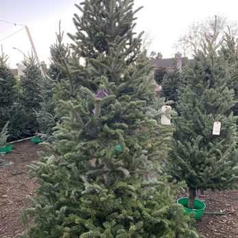 Stanley Family Trees - Christmas Trees Near Me - Hayward, California Stanley Family Trees - Christmas Trees Near Me - Hayward, California