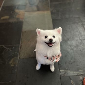 The Golden Paw Spa - She came with her bandana - Pet Groomers Near Me The Golden Paw Spa - She came with her bandana - Pet Groomers Near Me