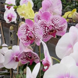 Just a few of the gorgeous orchids at Bay Area Orchids. Just a few of the gorgeous orchids at Bay Area Orchids.