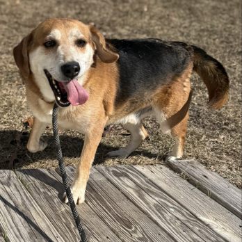 Animal Protection League - Animal Shelters Near Me - Lexington, South Carolina Animal Protection League - Animal Shelters Near Me - Lexington, South Carolina