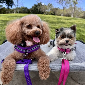 Bark & Roll Dog Training - Pet Training Near Me - Irvine, California