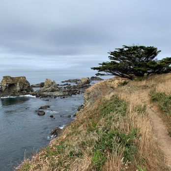 Jug Handle State Natural Reserve - A squatty tree looking over the water along the pathway. - Parks Near Me - Fort Bragg, California