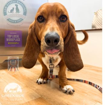 Creekside Veterinary Hospital - Veterinarians Near Me - Cleveland, Tennessee Creekside Veterinary Hospital - Veterinarians Near Me - Cleveland, Tennessee