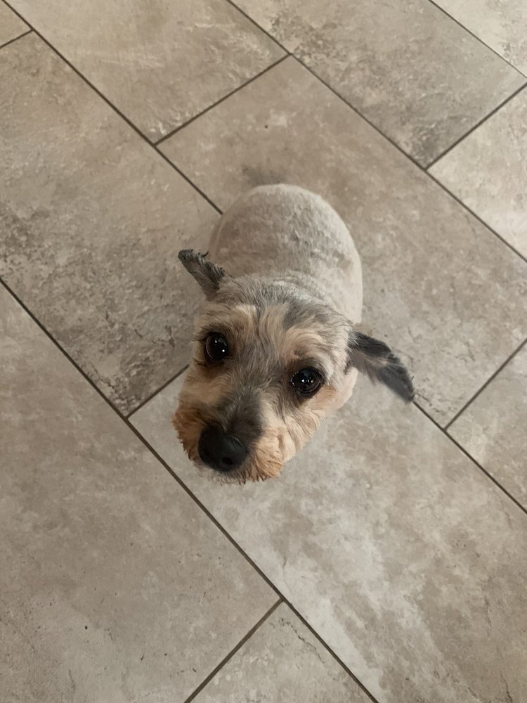 ANNIE’S PET GROOMING Updated October 2024 11 Photos & 13 Reviews