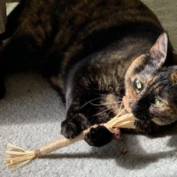 Phoebe has been feeling great! Phoebe has been feeling great!