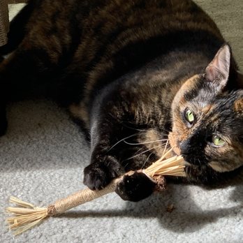 Cat Clinic - Phoebe has been feeling great! - Pet Sitting Near Me - Costa Mesa, California Cat Clinic - Phoebe has been feeling great! - Pet Sitting Near Me - Costa Mesa, California