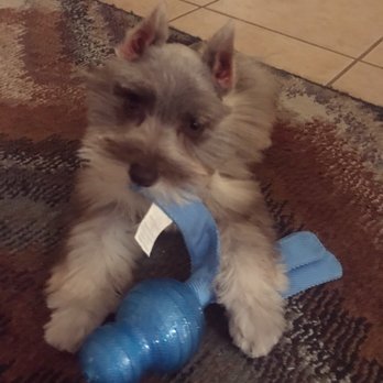 Green Acres Pet Grooming - Pet Groomers Near Me - Tyler, Texas