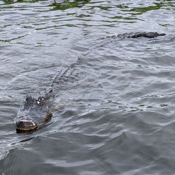 Airboat Adventures - Boat Tours Near Me - Lafitte, Louisiana
