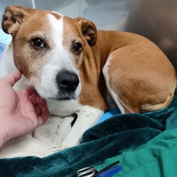 Madison Veterinary Specialists & Emergency Care - Jazmine - Veterinarians Near Me - Madison, Wisconsin Madison Veterinary Specialists & Emergency Care - Jazmine - Veterinarians Near Me - Madison, Wisconsin