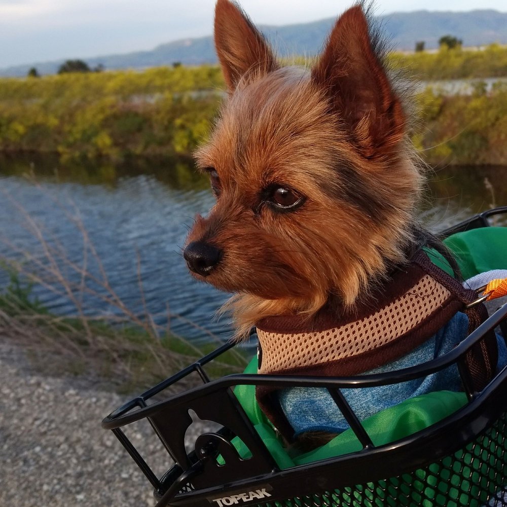 Penny in her basket on the trail Penny in her basket on the trail