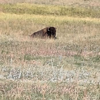 Custer State Park - Parks Near Me - Custer, South Dakota