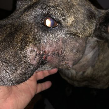 VCA ASEC - After a week, things are healing up well. - Emergency Pet Hospital Near Me - Los Angeles, California