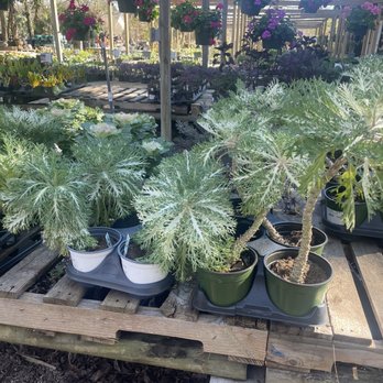 Maas Nursery - Nurseries & Gardening Near Me - Seabrook, Texas Maas Nursery - Nurseries & Gardening Near Me - Seabrook, Texas