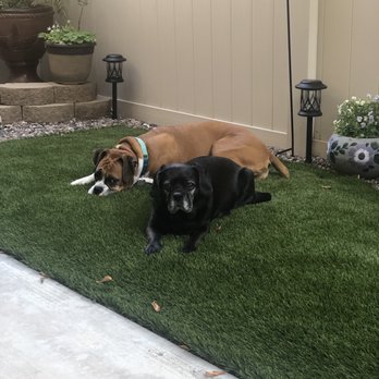 Boxer Rescue LA. - Pet Adoption Near Me - Encino, California