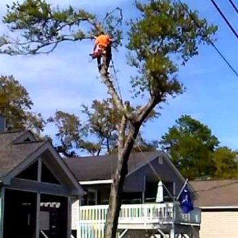 Hunts Hazardous Tree Removal and Trimming - Tree Services Near Me - Marion , North Carolina Hunts Hazardous Tree Removal and Trimming - Tree Services Near Me - Marion , North Carolina