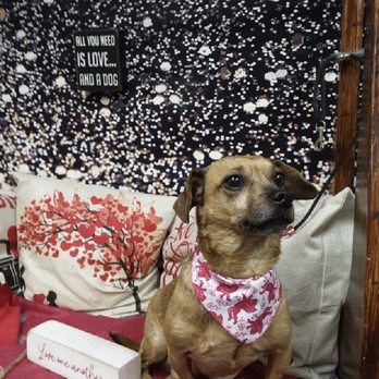 Live Love Pet - After photo - Pet Groomers Near Me - Honolulu, Hawaii Live Love Pet - After photo - Pet Groomers Near Me - Honolulu, Hawaii