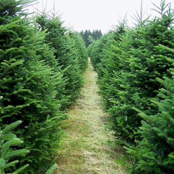 Weaver Gardens - Fresh Cut Fraser Fir Trees for the holiday season! - Nurseries & Gardening Near Me - Larchmont, New York