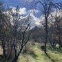 Photo of 5 Trees Chiropractic and Energy Medicine