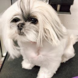 Doggie wash & go
