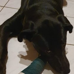 Hundeauslauf