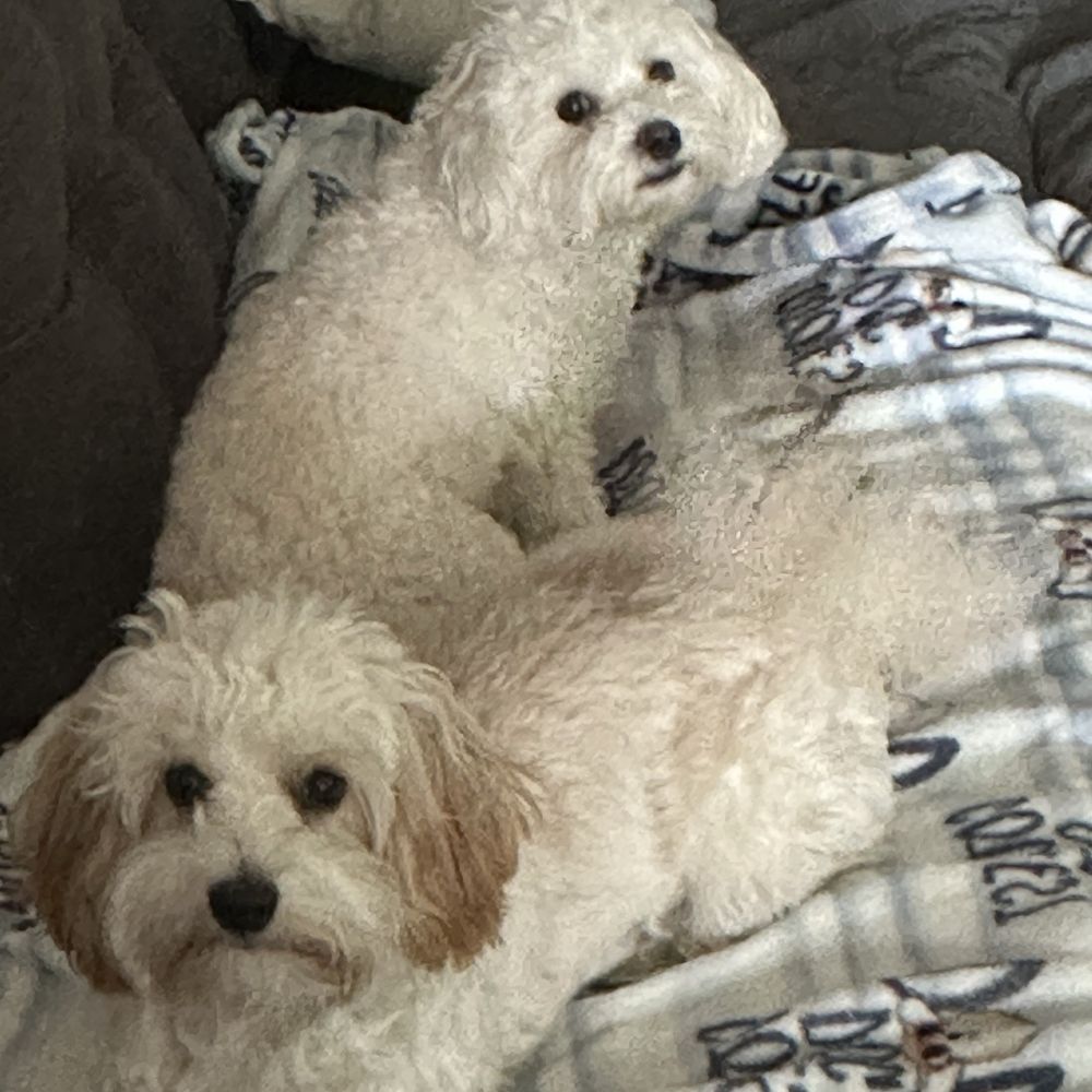 This is 5 weeks after there last grooming and they still look excellent This is 5 weeks after there last grooming and they still look excellent