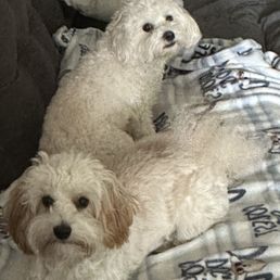 This is 5 weeks after there last grooming and they still look excellent