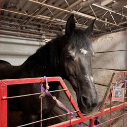 Memory Lane Stables - Xena Warrior Princess