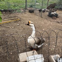 Harlequin's Gardens - Goose