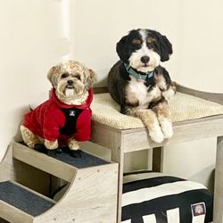 Best Friends Boarding & Day Club