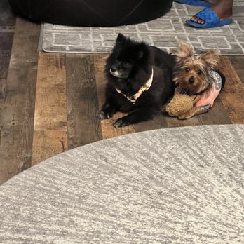 Dose's Pet Vets - Jada and Bella growing healthy and strong (both were purchased in Cali & vet with Dr. Dose's) - Veterinarians Near Me - Reno, Nevada