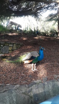 Cataract Gorge Reserve by null
