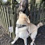 Photo of ZimZim walk the dog baltimore