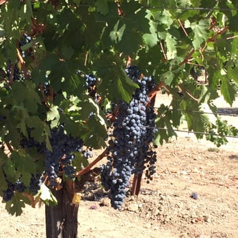 Frog's Leap Winery - Wineries Near Me - Rutherford, California