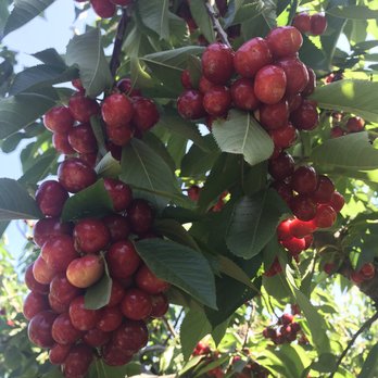 Maggiore Cherry Ranch - Fruits & Veggies Near Me - Brentwood, California