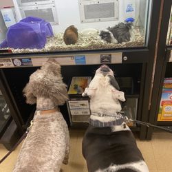 Dog Training Now - Ringo on his "field trips" with DTN trainer Allison & friends!