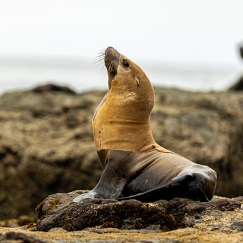 Cayucos State Beach - Yelp Pic/Vid #24k - Beaches Near Me - Cayucos, California Cayucos State Beach - Yelp Pic/Vid #24k - Beaches Near Me - Cayucos, California