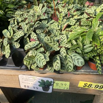 Brooklyn Plantology By Lapide - Calathea Makoyana Peacock - Nurseries & Gardening Near Me - Brooklyn, New York