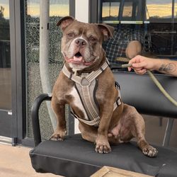 Max Taps - Our dog