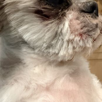 Urban Dogg - Uptown - Pet Groomers Near Me - Denver, Colorado