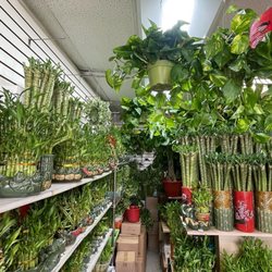 New Green Collection