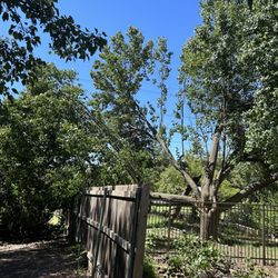 Wichita Tree Service - Third of tree on fence.