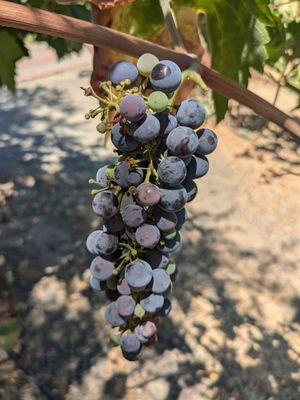 Napa Valley Wine Trolley by null